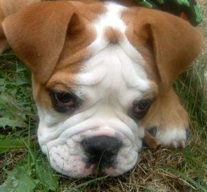 bulldog puppy