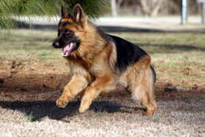 German Shepherd Crate Training Schedule