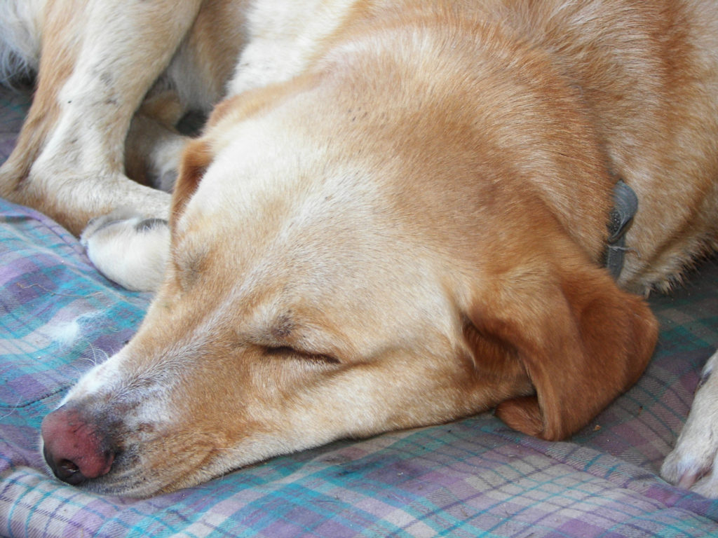 Best Beds for Dogs With Hip Dysplasia