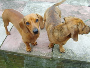 Best Pet Stairs for Dachshunds