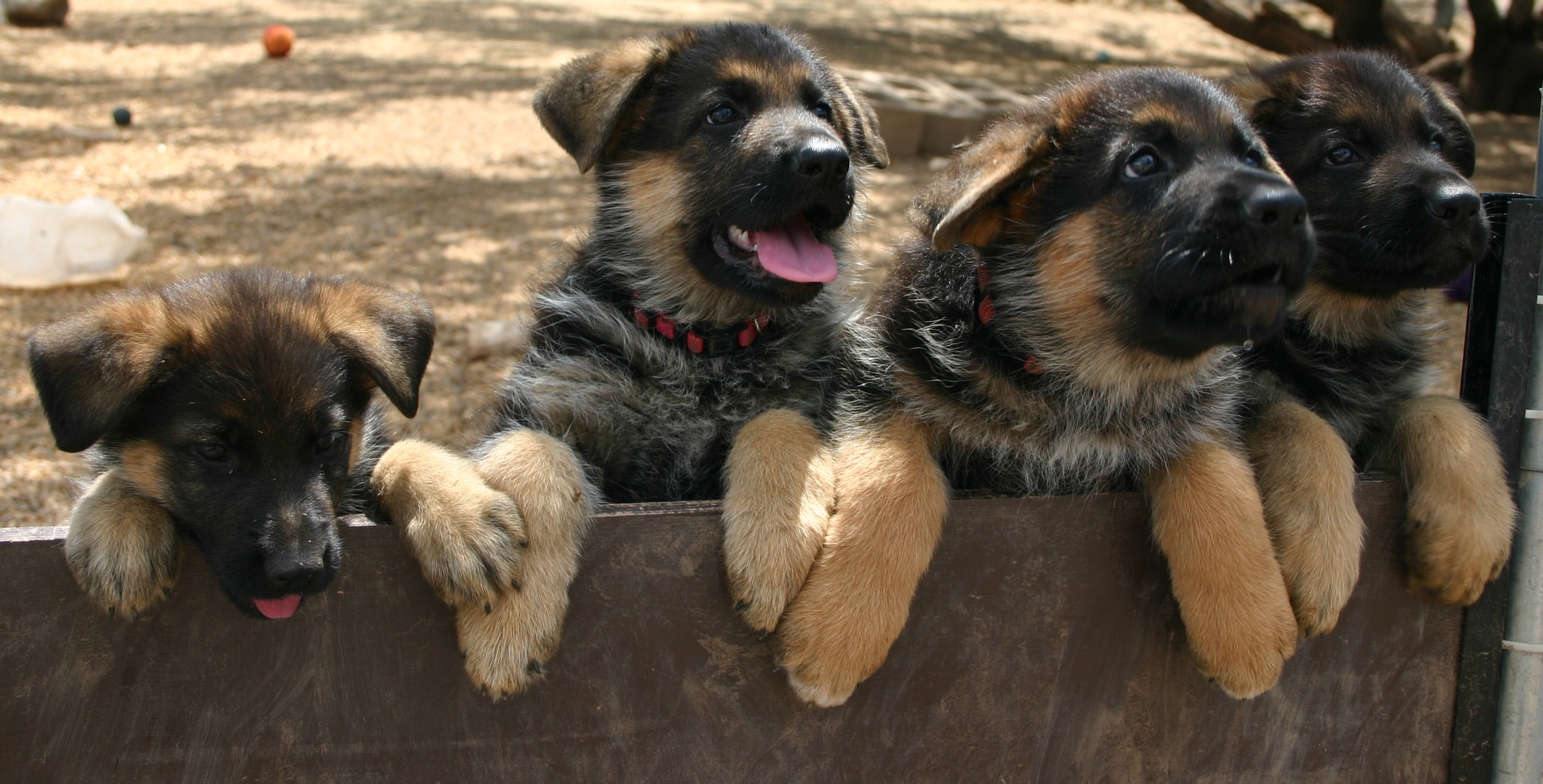 How to Bathe a German Shepherd Puppy