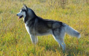 The Best Dog Food For Huskies