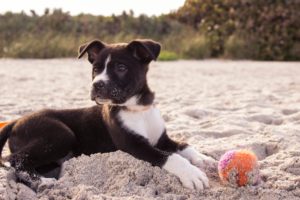 Best Toys for Puppies Home Alone